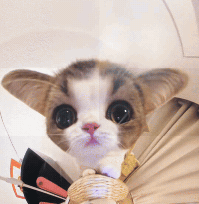 Kitty Head Shake Kitty Big Head GIF
