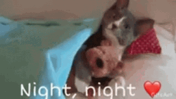 Kitty Hugging Doggie Nighty Night GIF