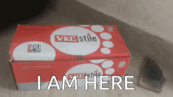 Kitty In A Box Im Here GIF