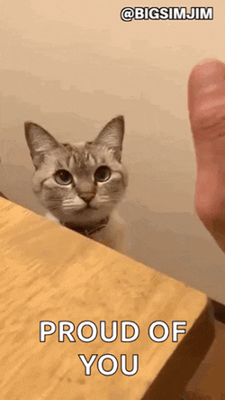 Kitty Meow GIF