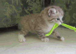 Kitty Playing Tag Of War GIF