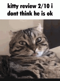 Kitty Review 2/10 Don't Think He Is Ok GIF
