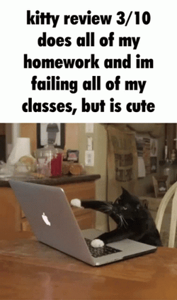 Kitty Review All Of Homework GIF