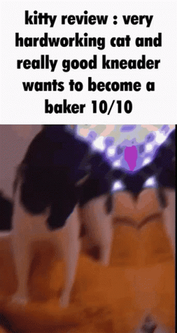 Kitty Review Very Hardworking GIF