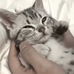 Kitty Soft Cheek GIF
