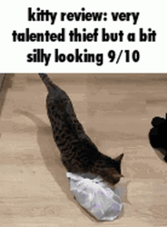 Kitty Thief Silly GIF