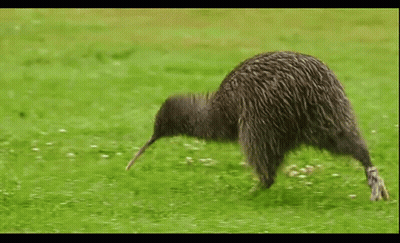 Kiwi Bird Running Across Grassy Field GIF