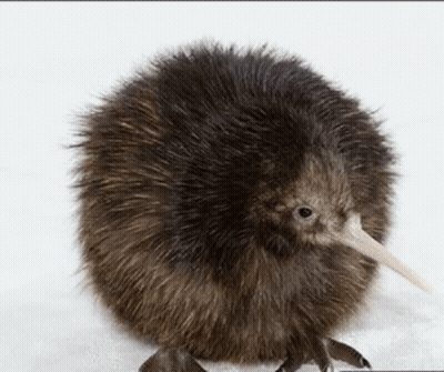 Kiwi Bird With Pink Beak GIF