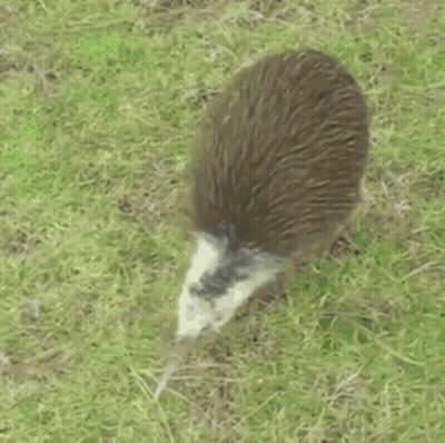 Kiwi Standing In Grass Saying It Is Currently Real Kiwi Hours GIF