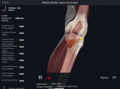 Knee Joint With Muscles List On Screen GIF