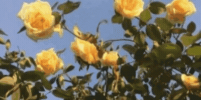 Knight By Fire With Sword And Ring Of Fire GIF