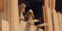 Knock On Wood GIF