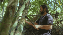 Knock On Wood Plant Forest GIF