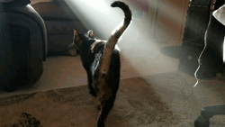 Knockout Scared Cat Of Sunlight GIF