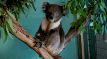 Koala Angry Glare