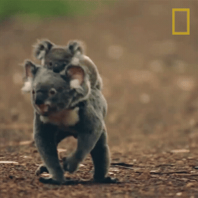 Koala Bear Carrying Baby On Back GIF