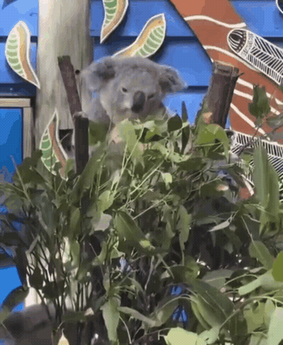 Koala Bear Sitting In Bush Eating Leaves GIF