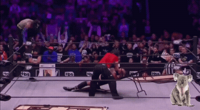 Koala Bear Standing In Front Of TBS Wrestling Ring GIF