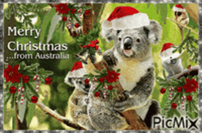 Koala Bear Wearing Santa Hat On Christmas Card From Australia GIF