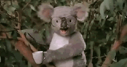 Koala Being Punch