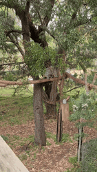 Koala Climbing Tree