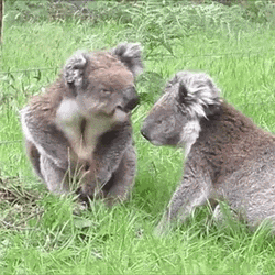Koala Couple Kissing