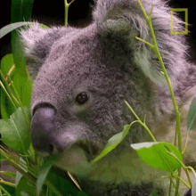 Koala Eating A Leaf
