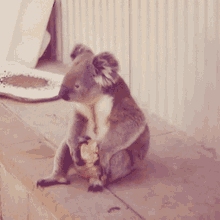 Koala Eating Apple