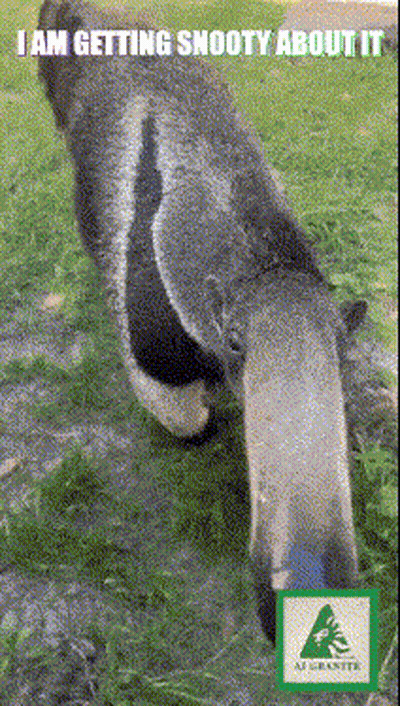 Koala Eating Grass Saying I Am Getting Snooty About It GIF