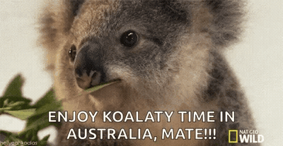 Koala Eating Leaf Koalaty Time Australia Mate GIF