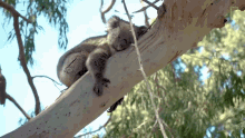 Koala Hugging A Tree