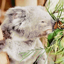 Koala Kissing Butterfly GIF