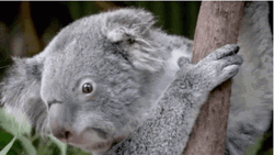 Koala Shocked What Reaction