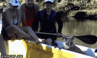 Koala Sitting In Boat With People And Senorgif.com Watermark GIF