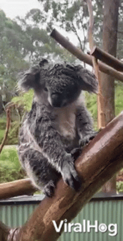 Koala Sitting On Tree Branch Looking At Camera GIF
