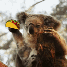 Koala Throwing Tacos GIF