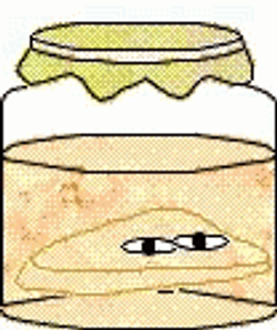 Kombucha Tea Fermented At Home GIF