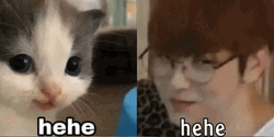 Korean Cat Dancing Meme GIF