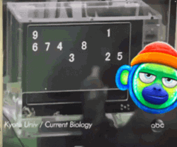 Kyoto University Of Japan Current Biology GIF