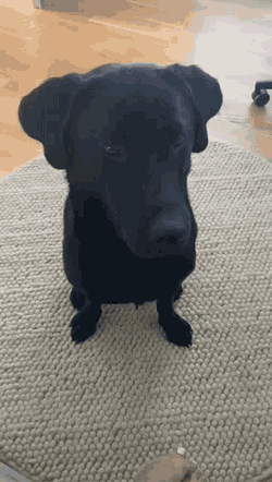 Labrador Dog GIF
