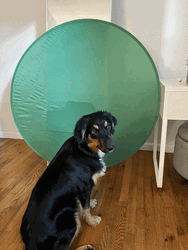 Labrador Dog Green Screen GIF