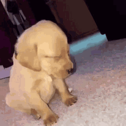 Labrador Falling Asleep GIF
