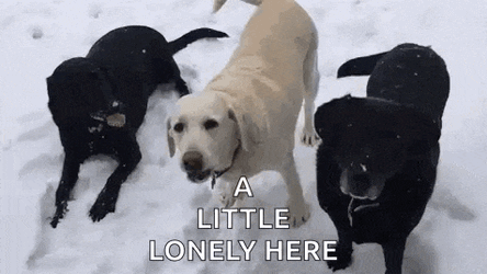 Labrador Retriever Labrador GIF