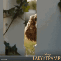 Lady And The Sneaking Tramp GIF