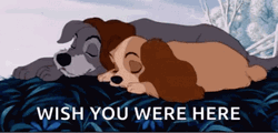 Lady And The Tramp GIF