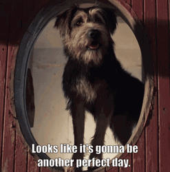 Lady And The Tramp Another Perfect Day GIF