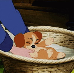 Lady And The Tramp Blanket Scene GIF
