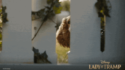 Lady And The Tramp Dog Interested GIF