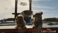 Lady And The Tramp Live Action Date GIF