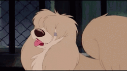 Lady And The Tramp Peg Bangs GIF